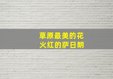 草原最美的花 火红的萨日朗